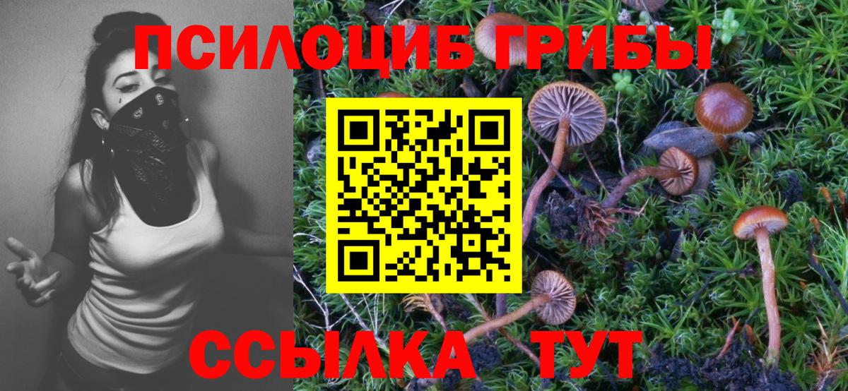 Псилоцибиновые грибы Cubensis Ржев